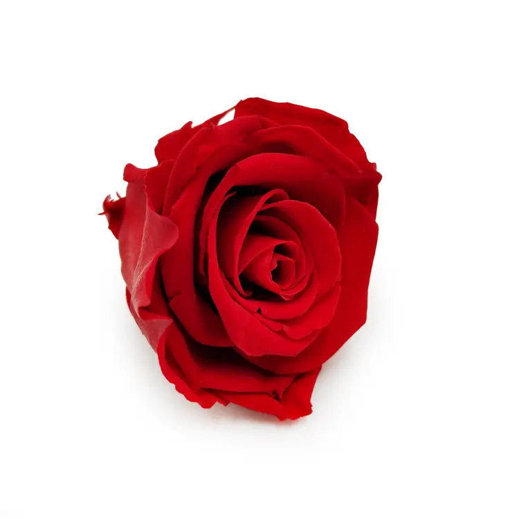Róża Stabilizowana Red skos.png