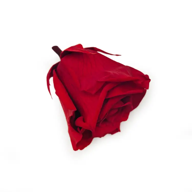Róża Stabilizowana Red gora.png