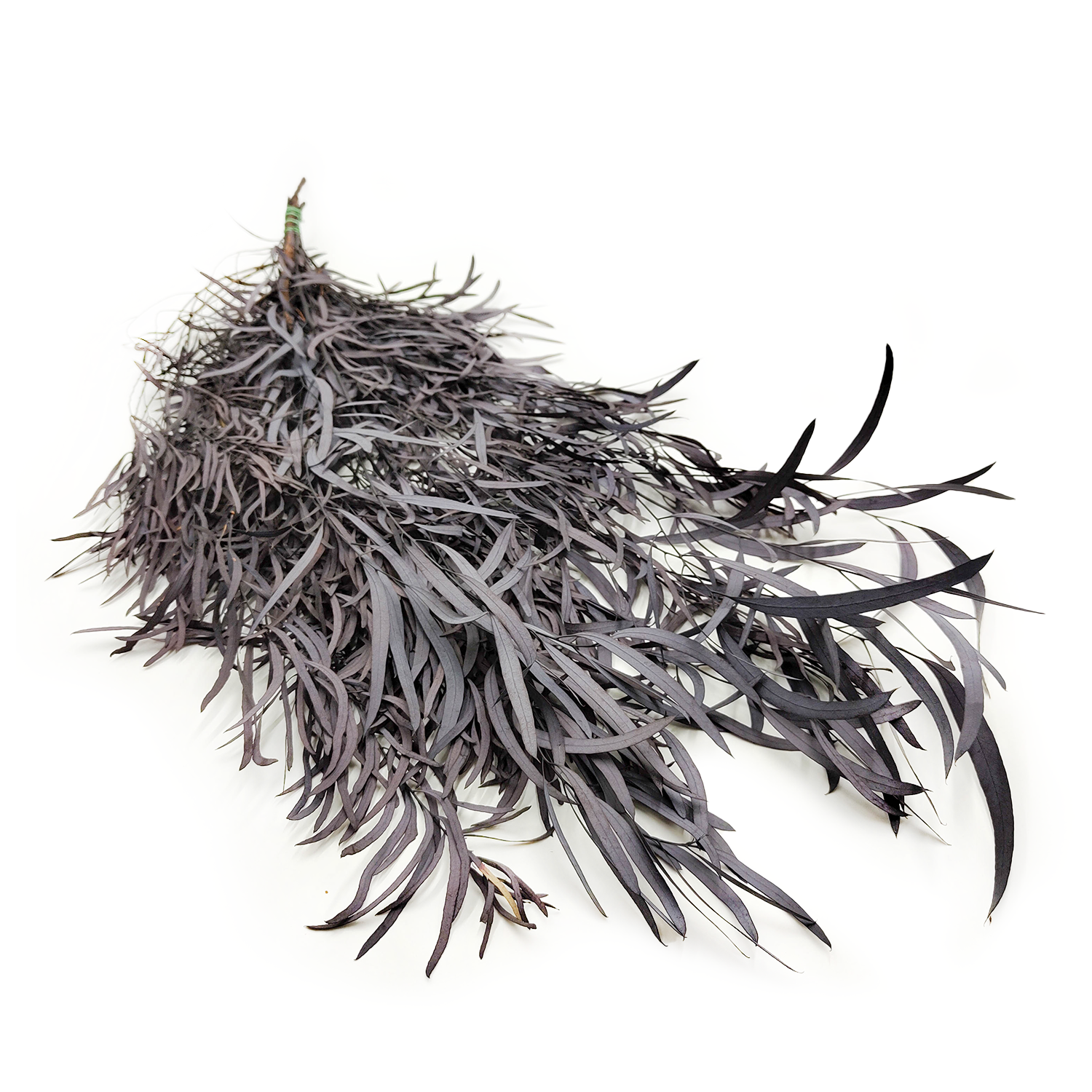 Eukaliptus Stabilizowany - Nicoly - Ciemno Bordowy