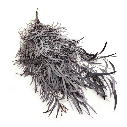 Eukaliptus Nicoly Ciemno bordowy okl1.png