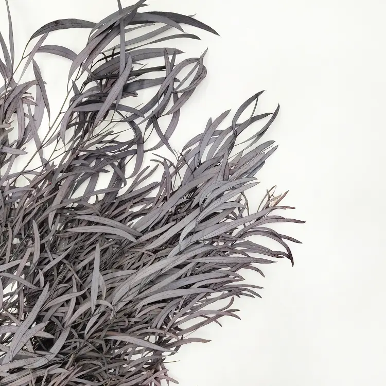 Eukaliptus Nicoly Ciemno bordowy zbliz.png