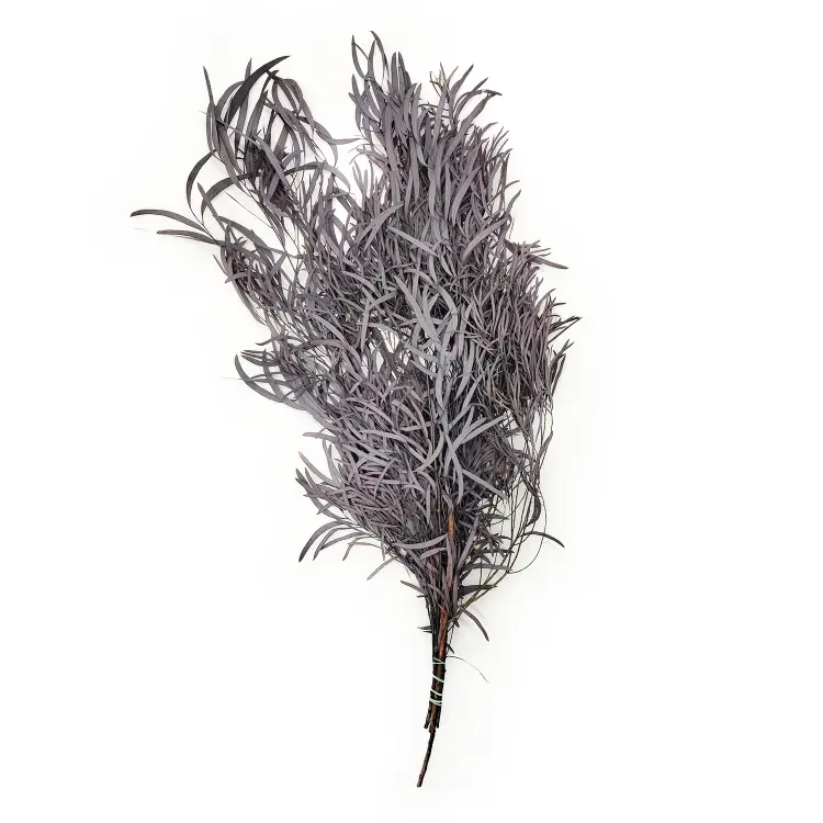 Eukaliptus Nicoly Ciemno bordowy.png