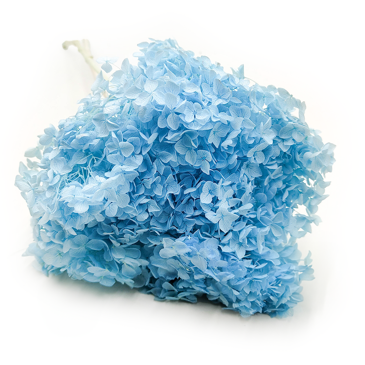 Hortensja Stabilizowana (Hydrangea Cabeza) - Niebieska