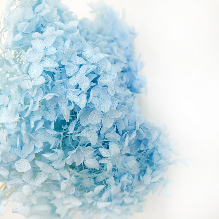 Hortensja Hydrangea Cabeza Stabilizowana Niebieska 2.png