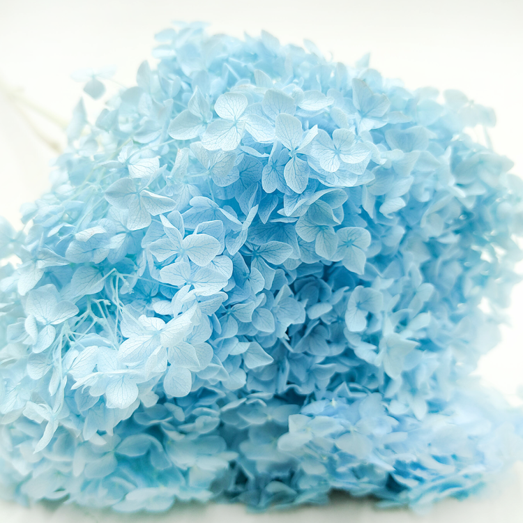 Hortensja Hydrangea Cabeza Stabilizowana Niebieska 3.png