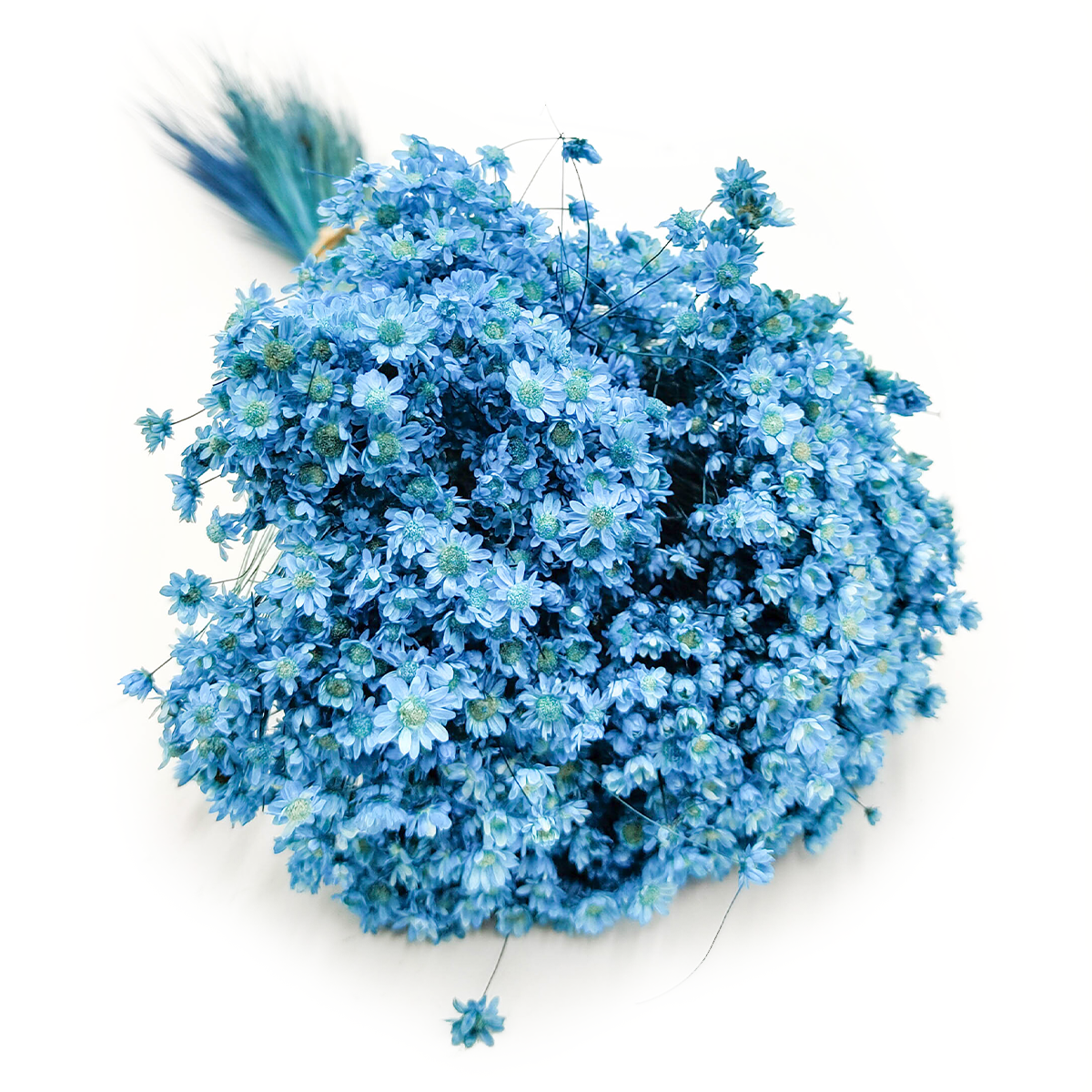 Glixia Suszona - (Gliksja Marcela) - Niebieska