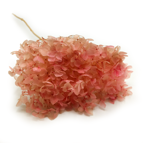 Hydrangea Hortensja Stabilizowana rozowa IT.png