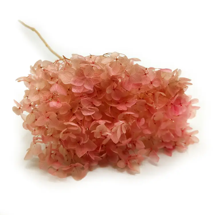 Hydrangea Hortensja Stabilizowana rozowa IT.png