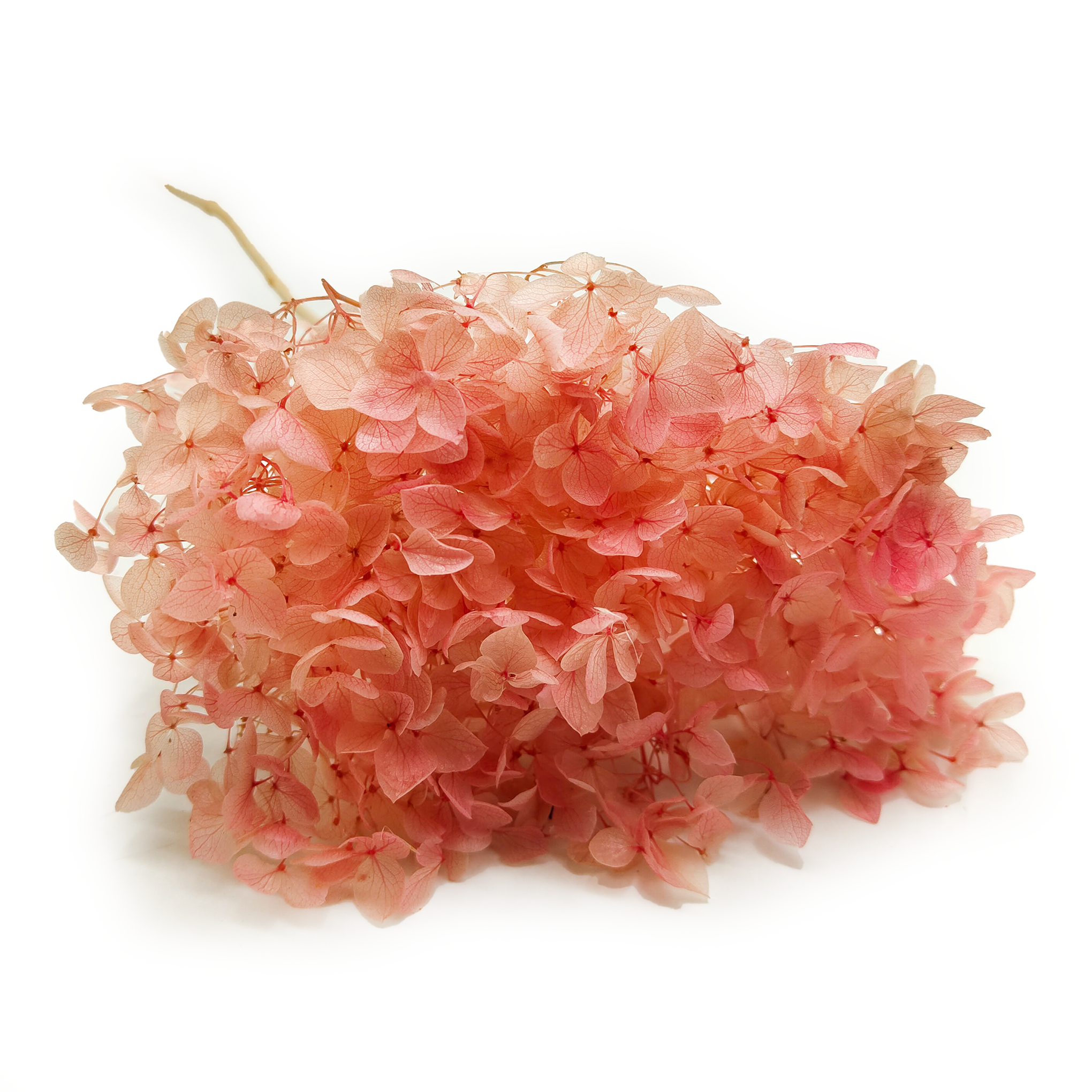 Hortensja Stabilizowana (Hydrangea Cabeza) - Różowa