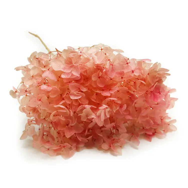 Hydrangea Hortensja Stabilizowana rozowa IT 1.png