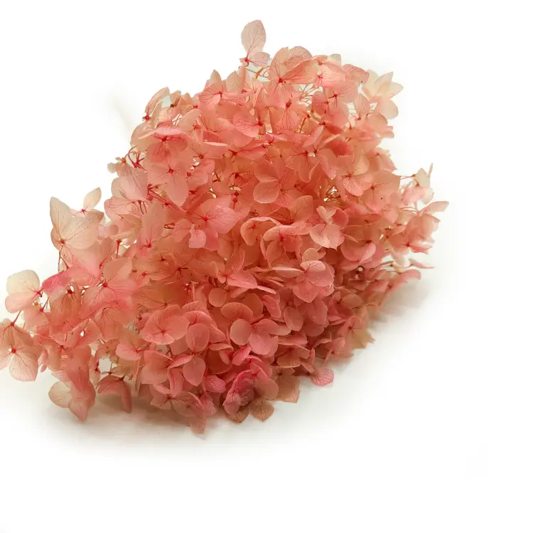 Hortensja Stabilizowana Rozowa IT zbl2.png