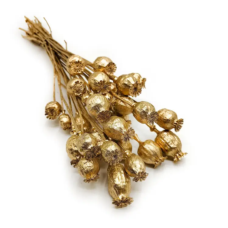 makówka złota Papaver złoty suszony okl.png