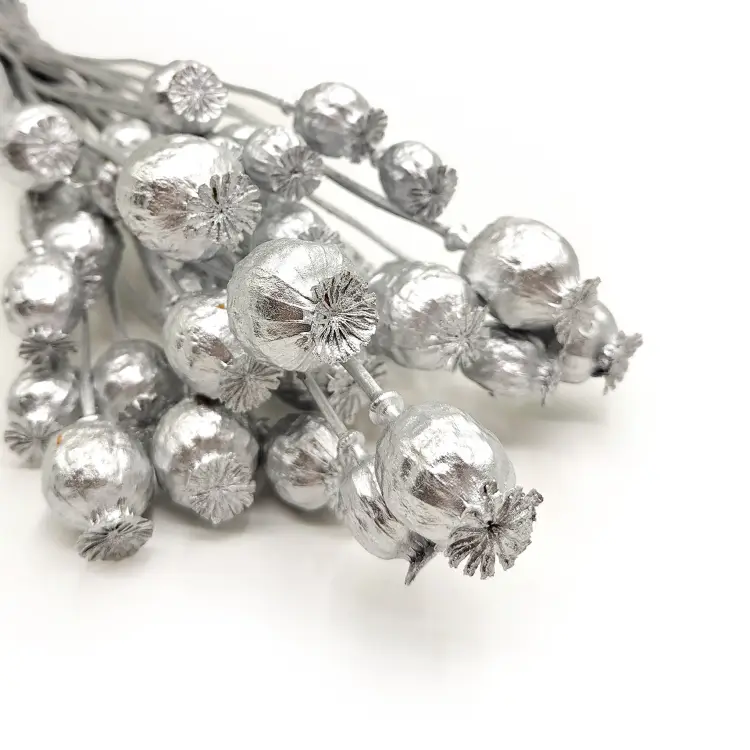 makówka srebrna Papaver srebrny suszony zbl1.png