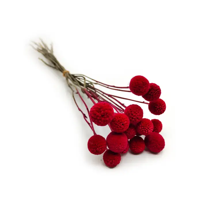 Craspedia kkraspedia czerwona suszona1.png