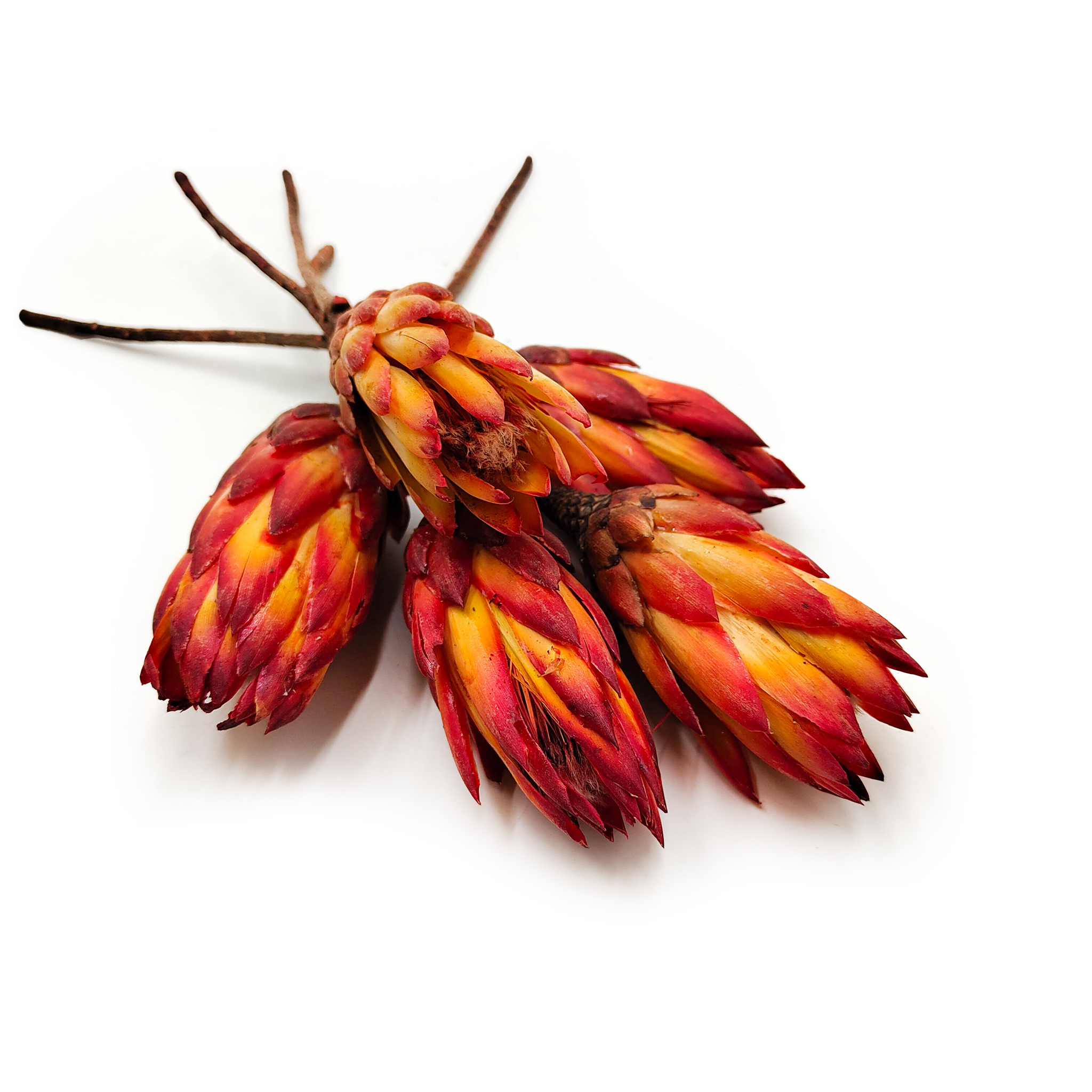 Suszona Protea (Protea Repens) - Czerwona 5szt