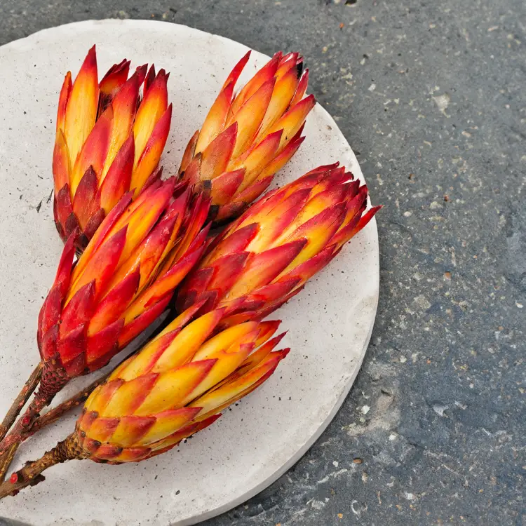 Protea Repens protea suszona czerwona 3.png