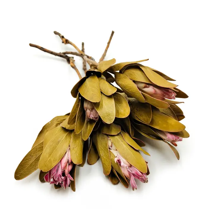 Protea Repens protea suszona rózowa z lisciem okl.png