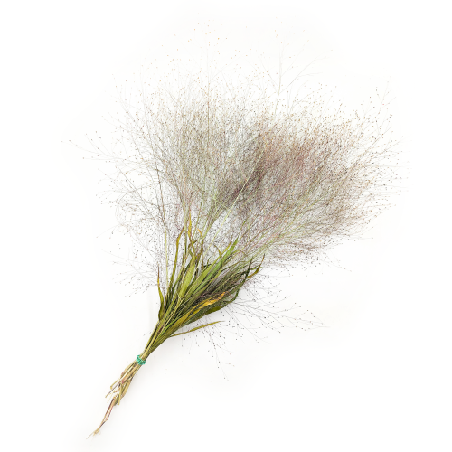 Suszone Proso Rózgowate Naturalne okl1.png