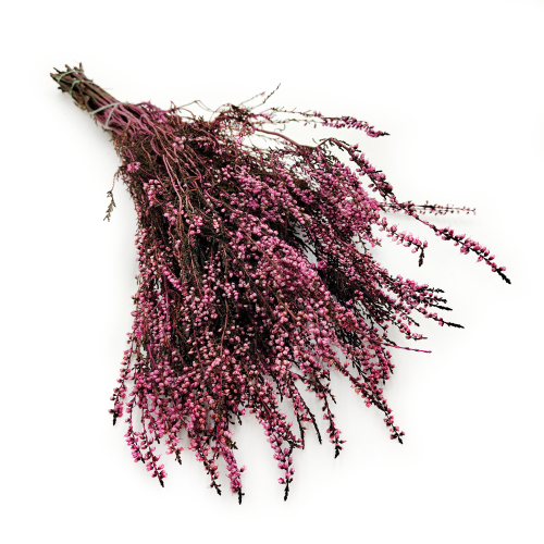 Wrzos różowy stabilizowany buk okl.png