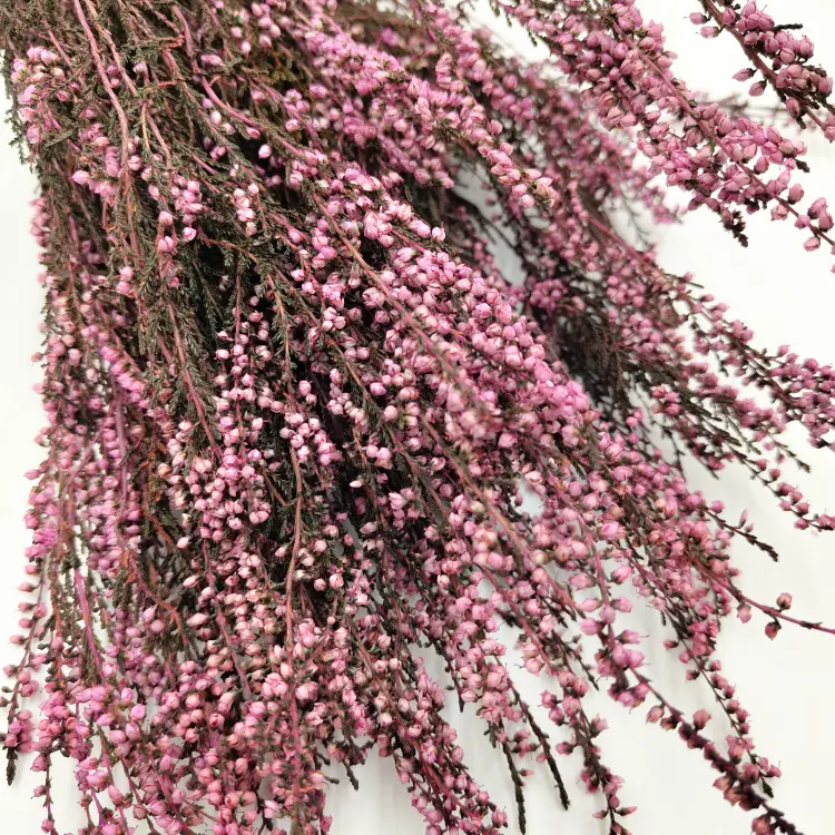 Wrzos różowy stabilizowany buk okl1.png