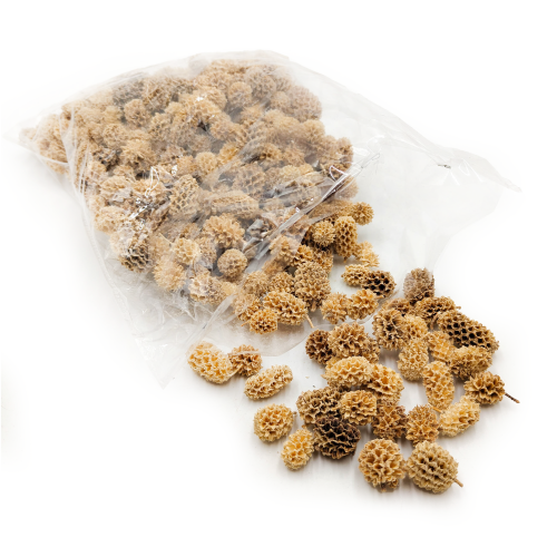 Casurina Bleached Bielona okl.png