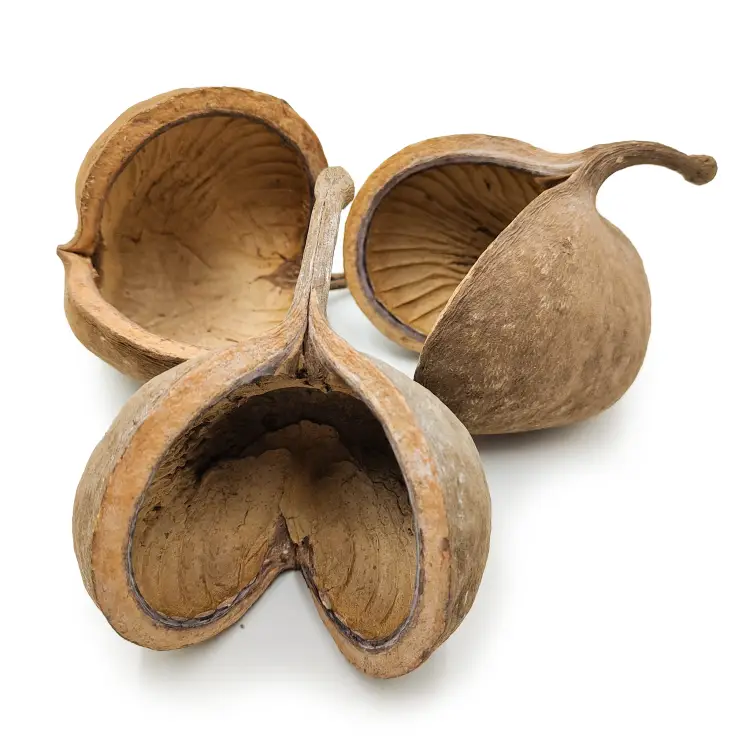 Budda Nut Natural okl.png