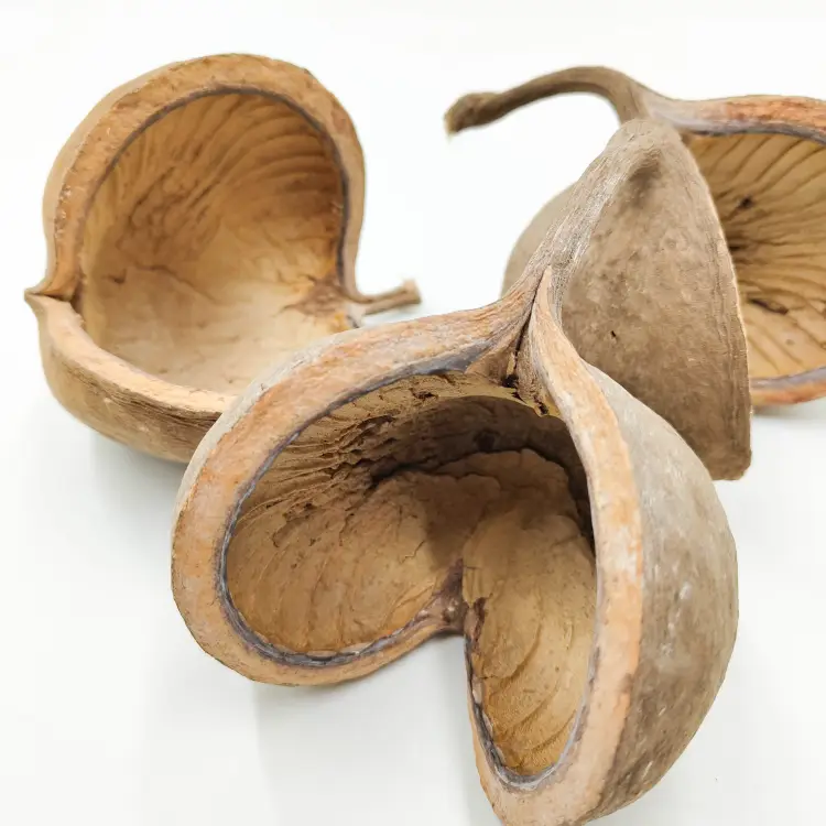 Budda Nut Natural zbl1.png