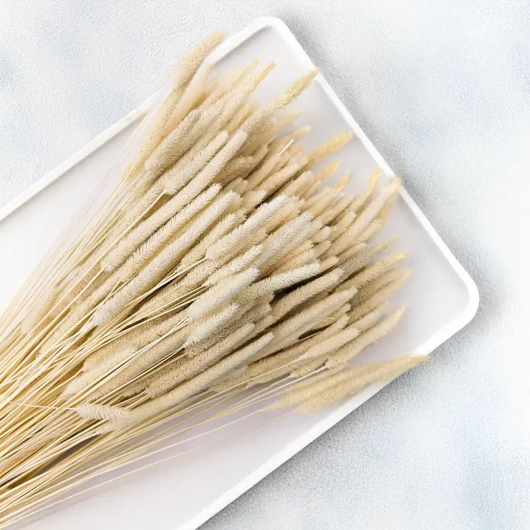 Tymotka bielona suszona zbl2.png