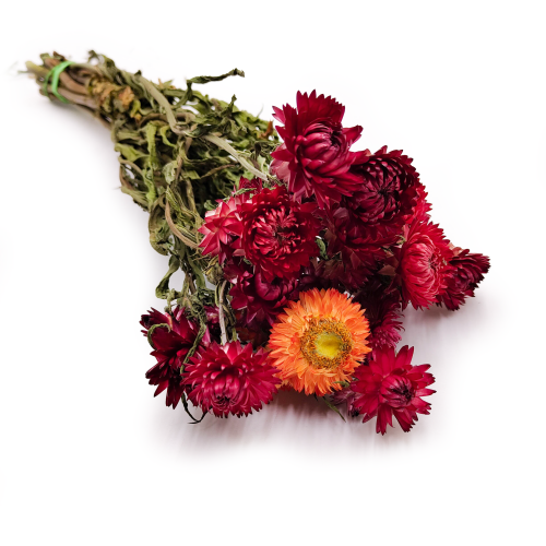 Kocanka Helichrysum suszona czerwona okl1.png