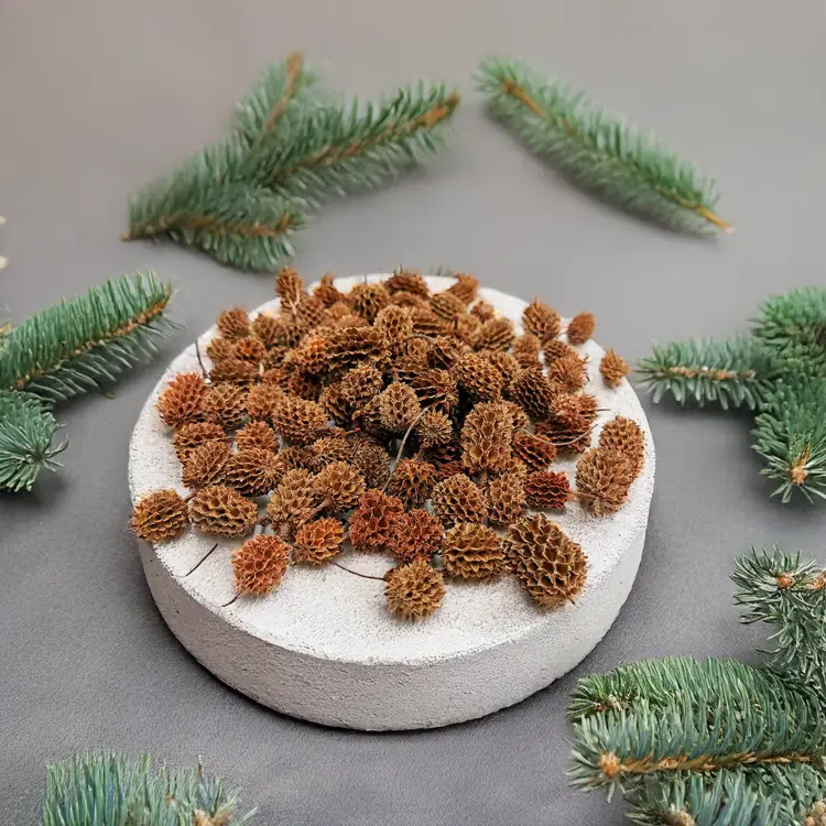 Casurina Natural1.png