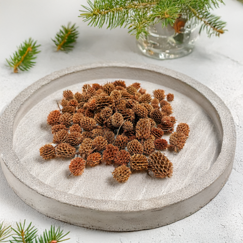 Casurina Natural.png