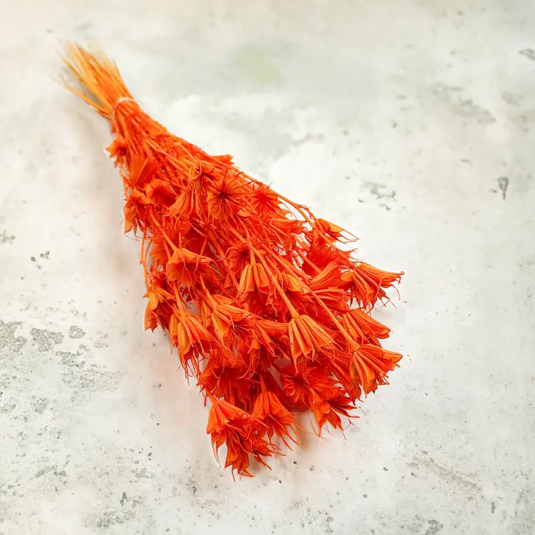 Nigella Orientalis czarnuszka orientalna pomaranczowa, brzoskwiniowa okl1.png