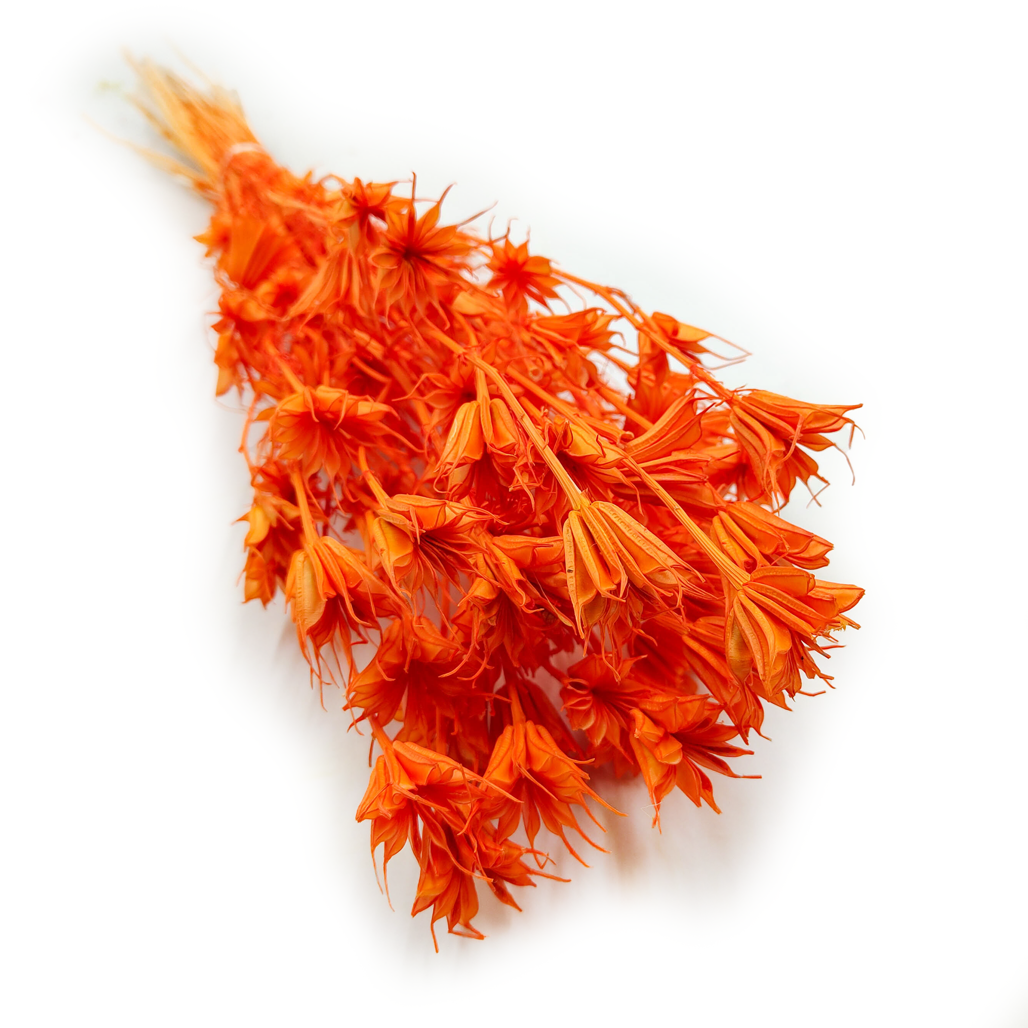 Czarnuszka Orientalna - (Nigella Orientalis) - Brzoskwiniowa