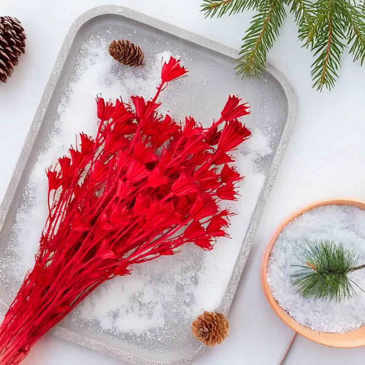 Suszona Nigella Orientalis czarnuszka orientalna czerwona swieta.png