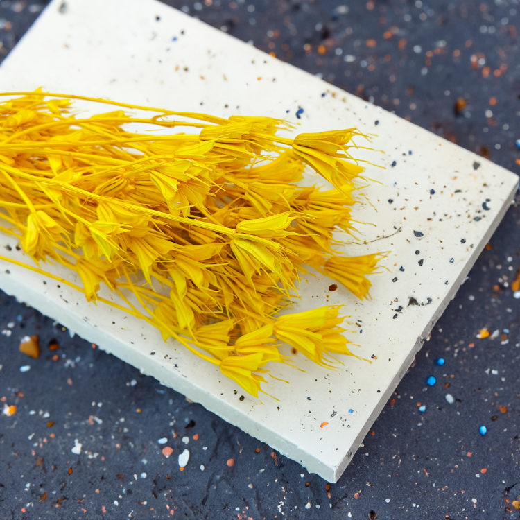 Nigella Orientalis czarnuszka orientalna zółta 1.png