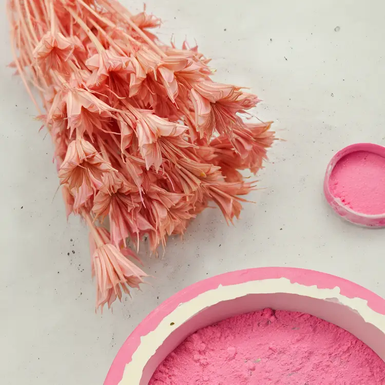 Nigella Orientalis czarnuszka orientalna różowa 2.png