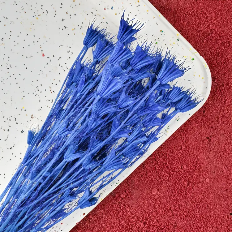 Nigella Orientalis czarnuszka orientalna niebieska 1.png