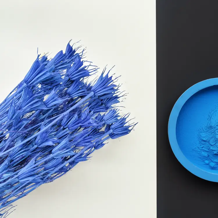 Nigella Orientalis czarnuszka orientalna niebieska 2.png