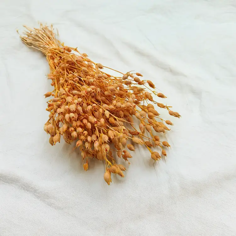 Silene lepnica rozdęta suszone brzoskwiniowe2.png