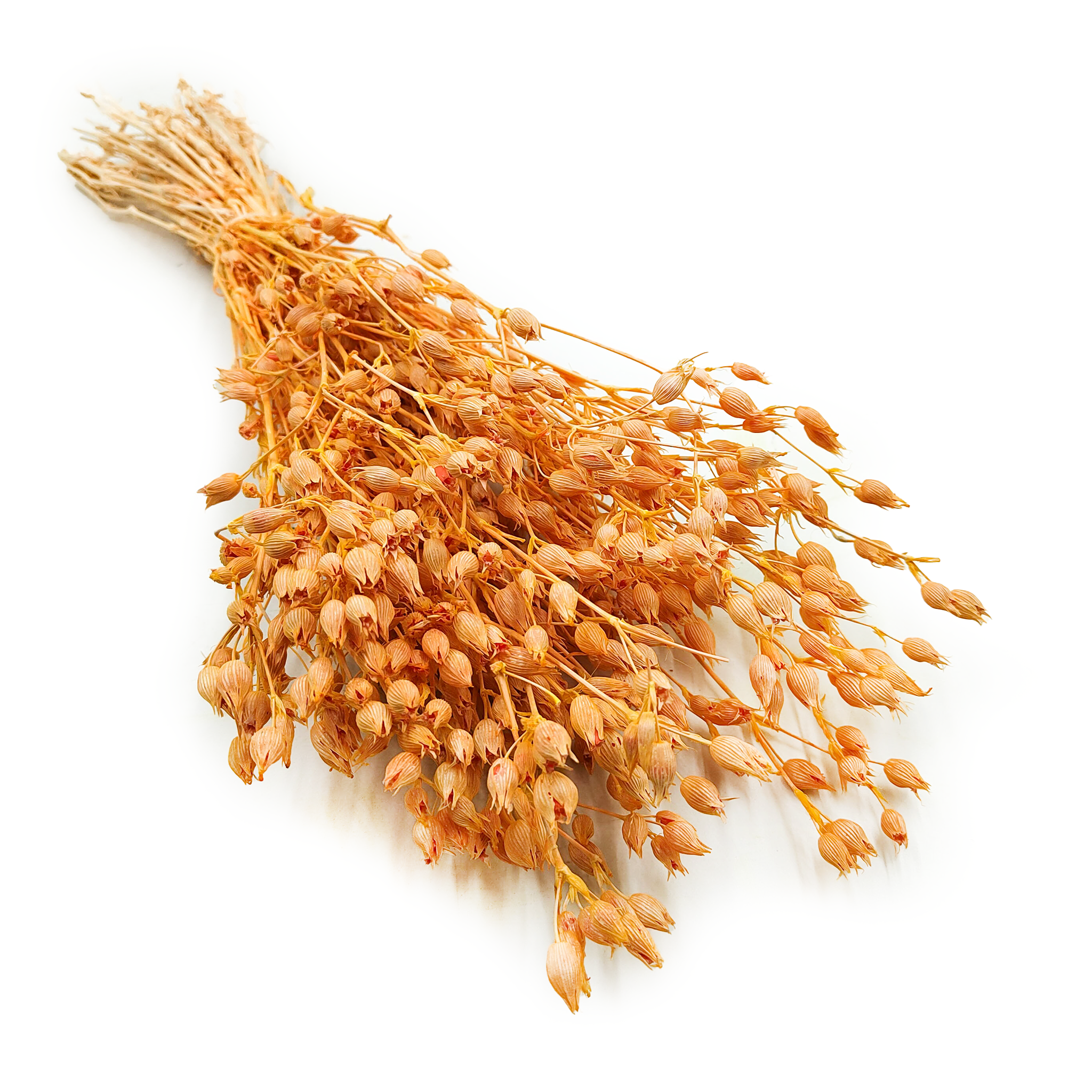 Lepnica rozdęta - (Silene) - Brzoskwiniowa