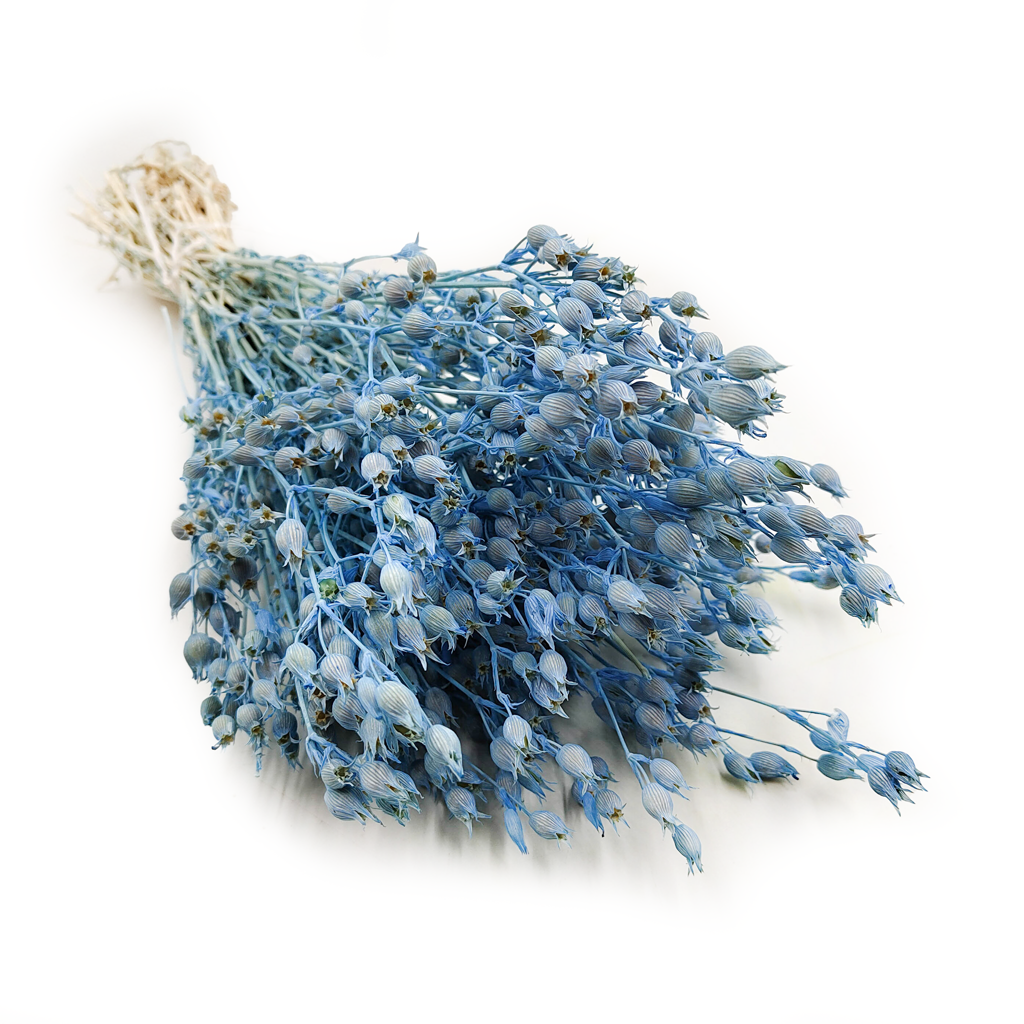 Lepnica rozdęta - (Silene) - Błękitna Niebieska