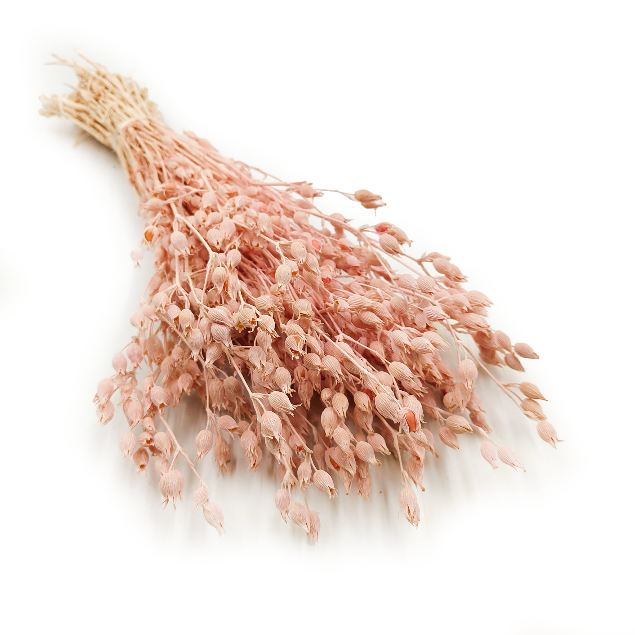 Lepnica rozdęta - (Silene) - Różowa