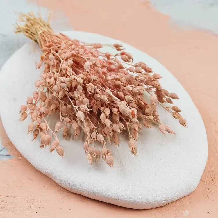 Silene lepnica rozdęta suszone rozowa 4.png