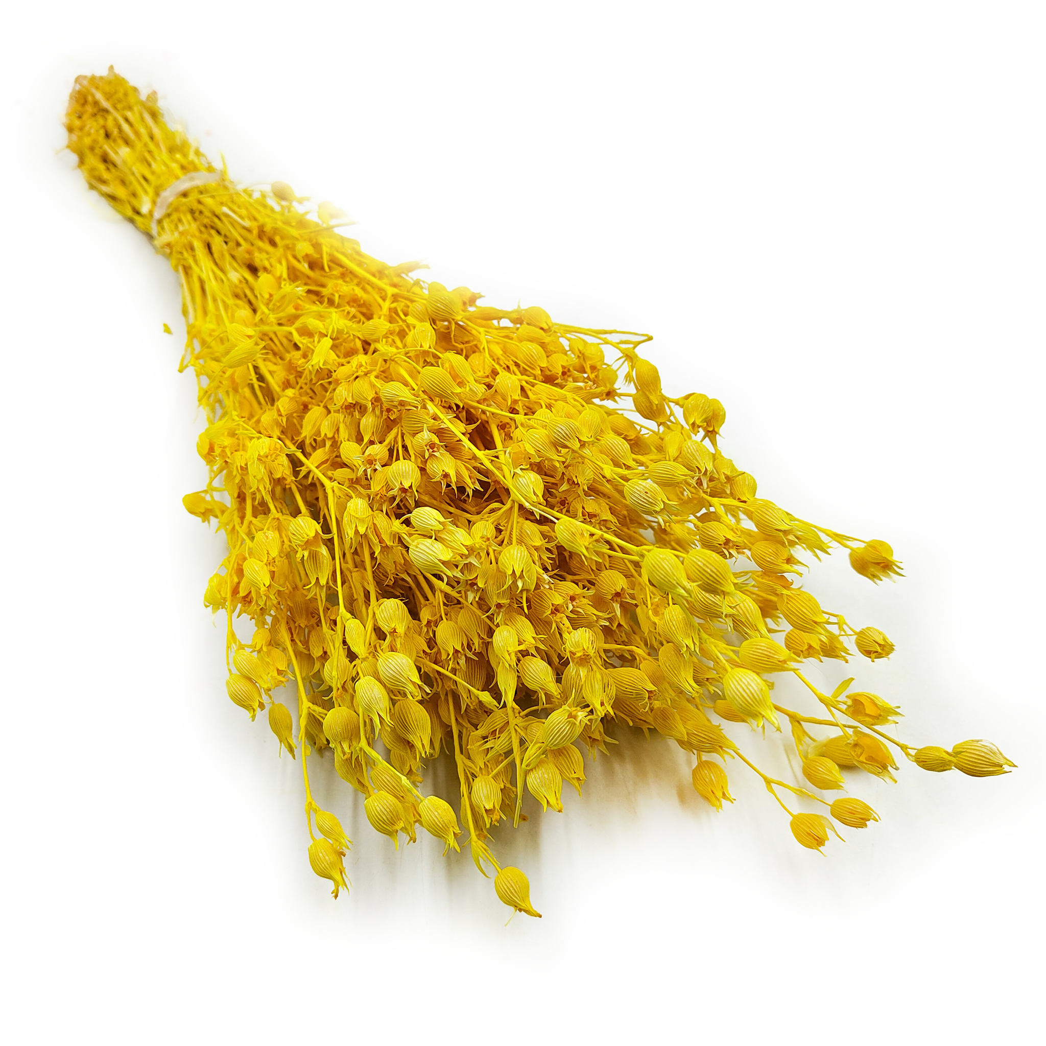 Lepnica rozdęta - (Silene) - Żółta