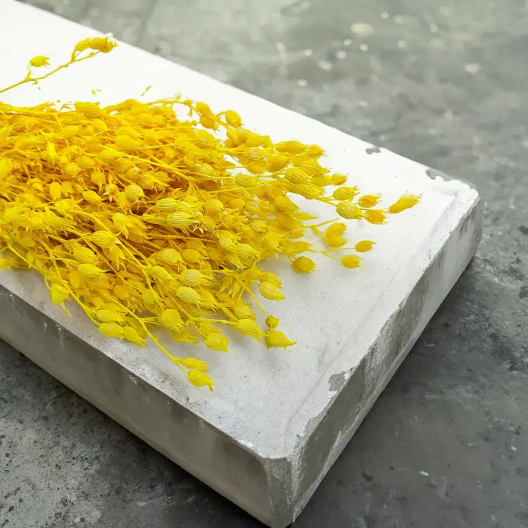 Silene lepnica rozdęta suszone zolte.png