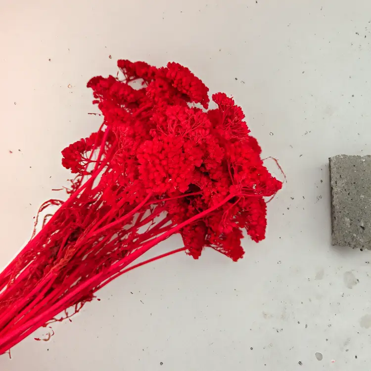 Suszona Achillea Krwawnik Czerwony1.png