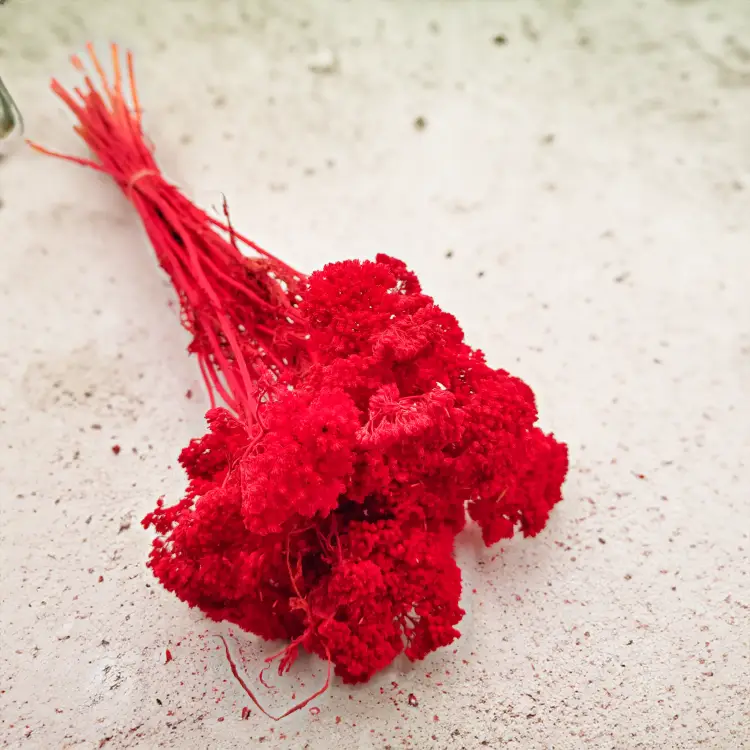 Suszona Achillea Krwawnik Czerwony2.png