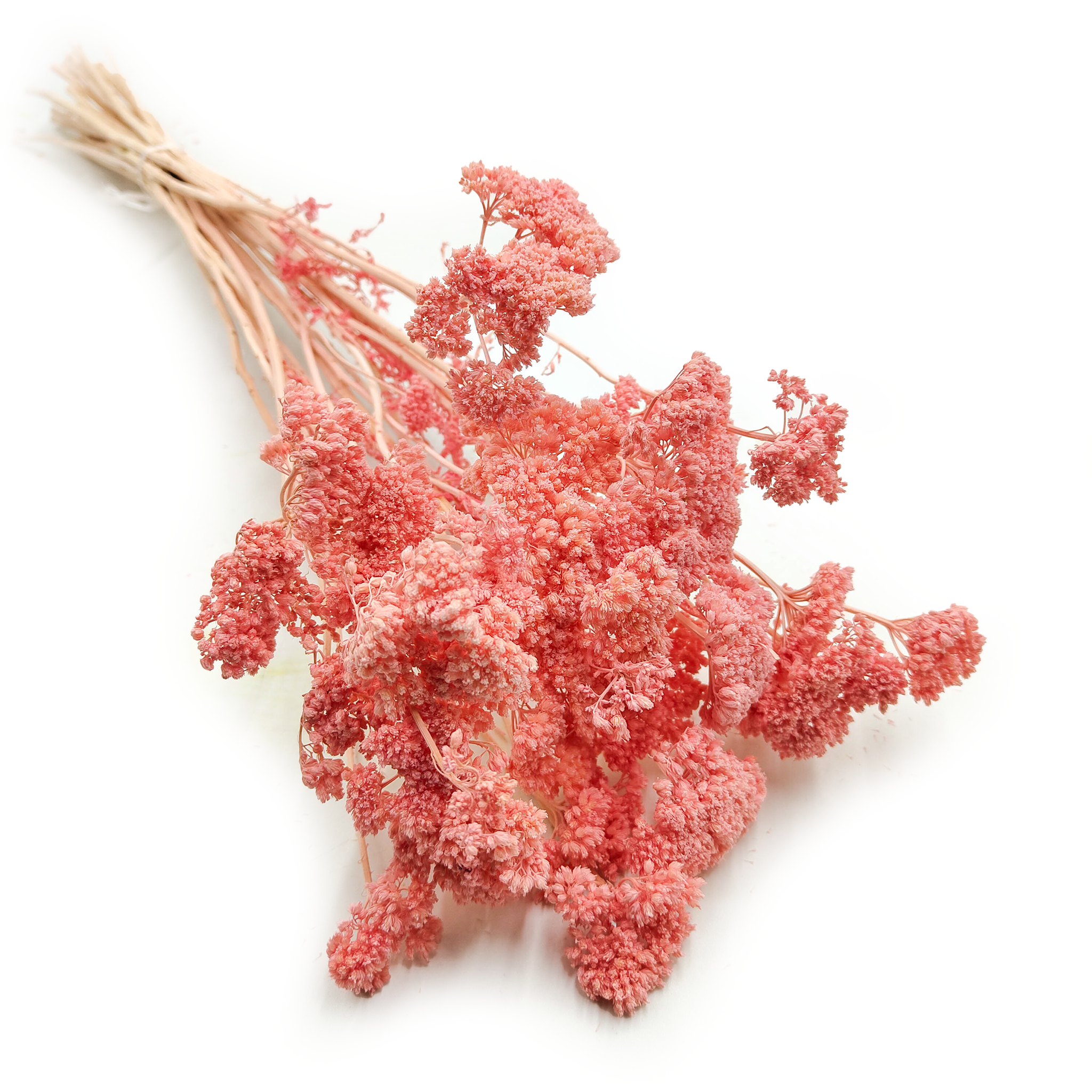 Krwawnik suszony - (Achillea) - Różowy