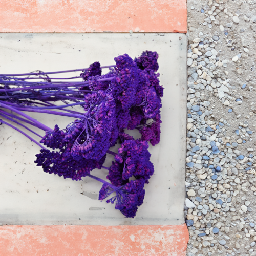 Suszona Achillea Krwawnik Fioletowy 1.png