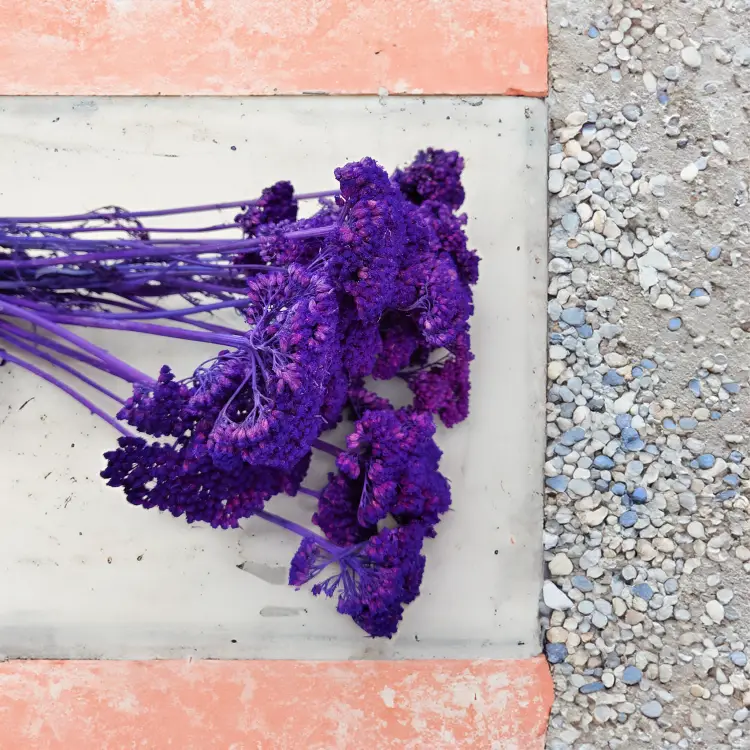 Suszona Achillea Krwawnik Fioletowy 1.png